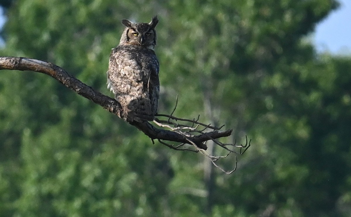 Great Horned Owl - ML592645481