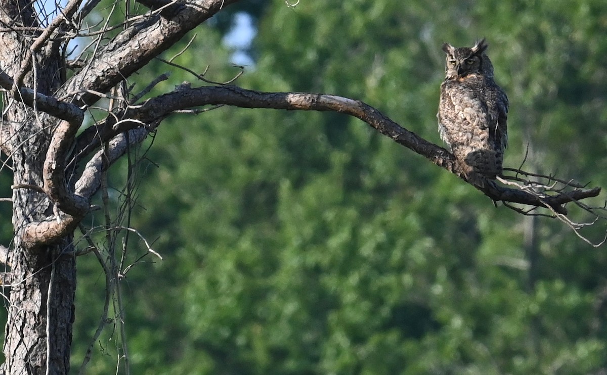 Great Horned Owl - ML592645641