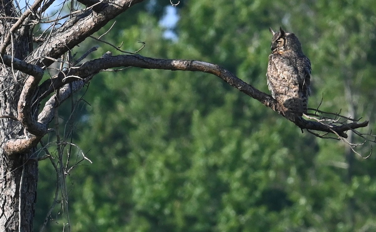 Great Horned Owl - ML592645691