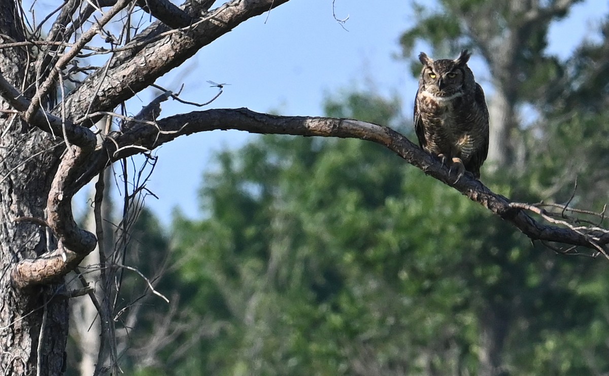 Great Horned Owl - ML592645731