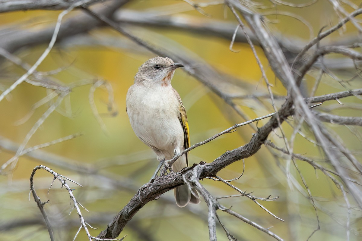 Rufous-throated Honeyeater - ML592647091