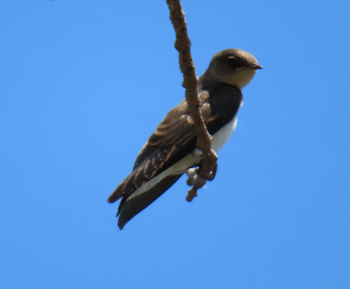 Northern Rough-winged Swallow - ML592648301