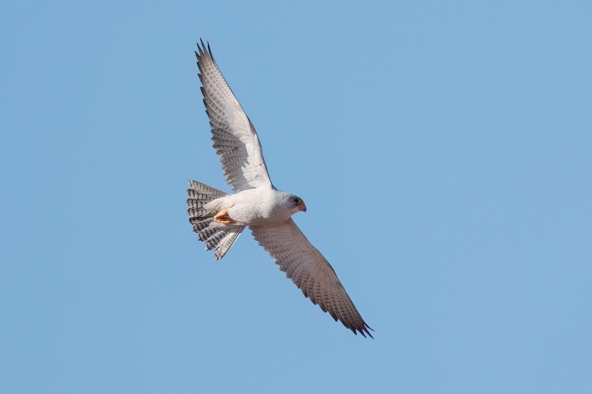 Gray Falcon - David Irving