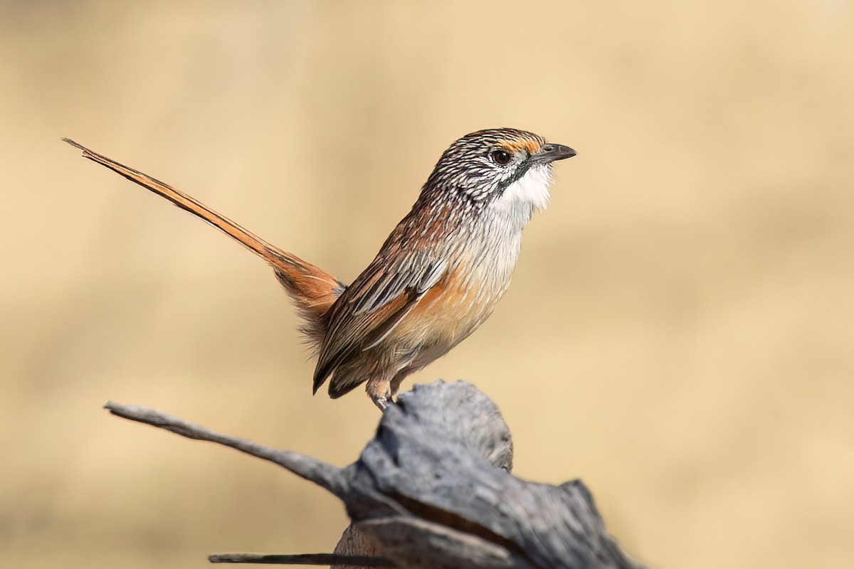 Opalton Grasswren - ML592649911