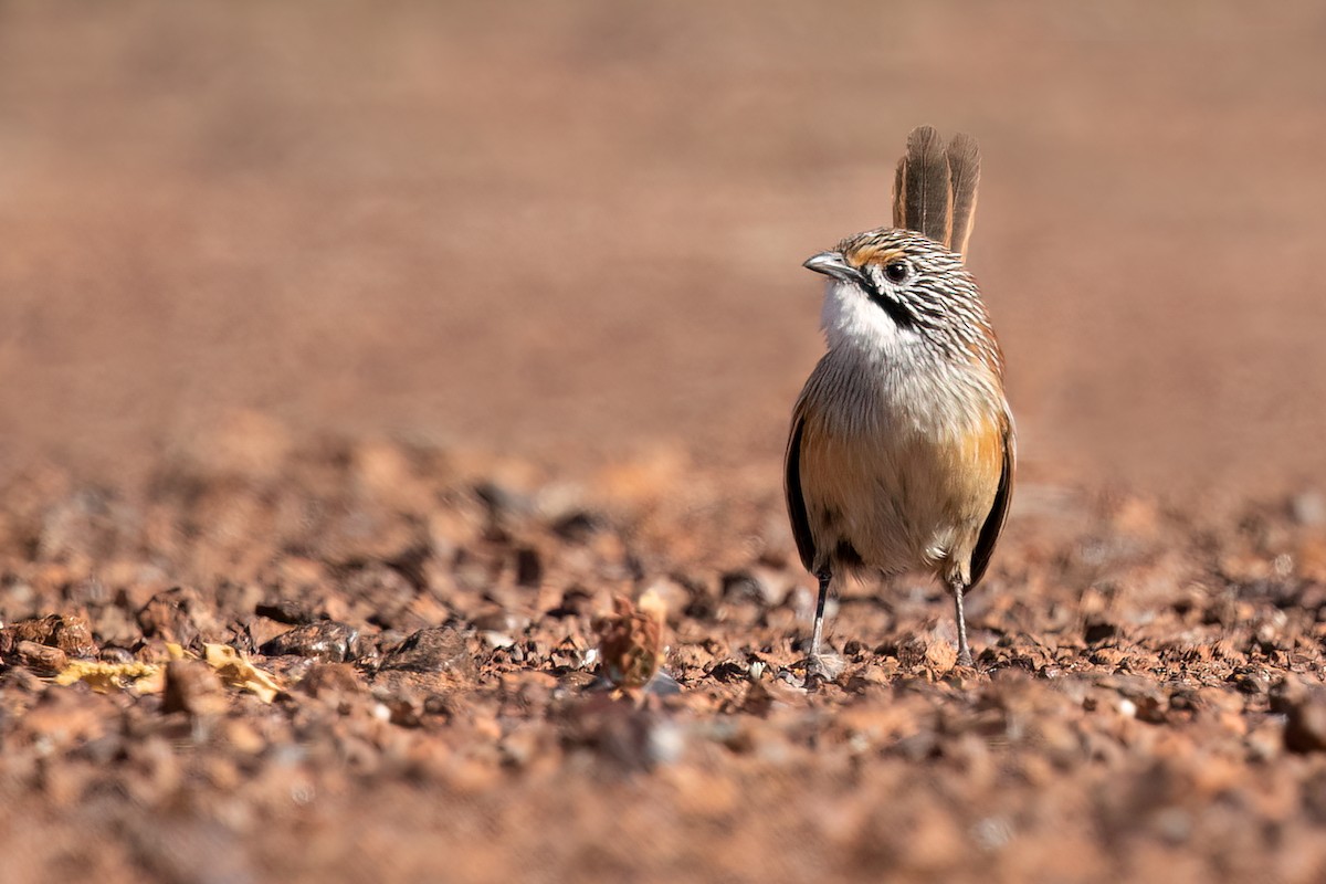 Opalton Grasswren - ML592649931