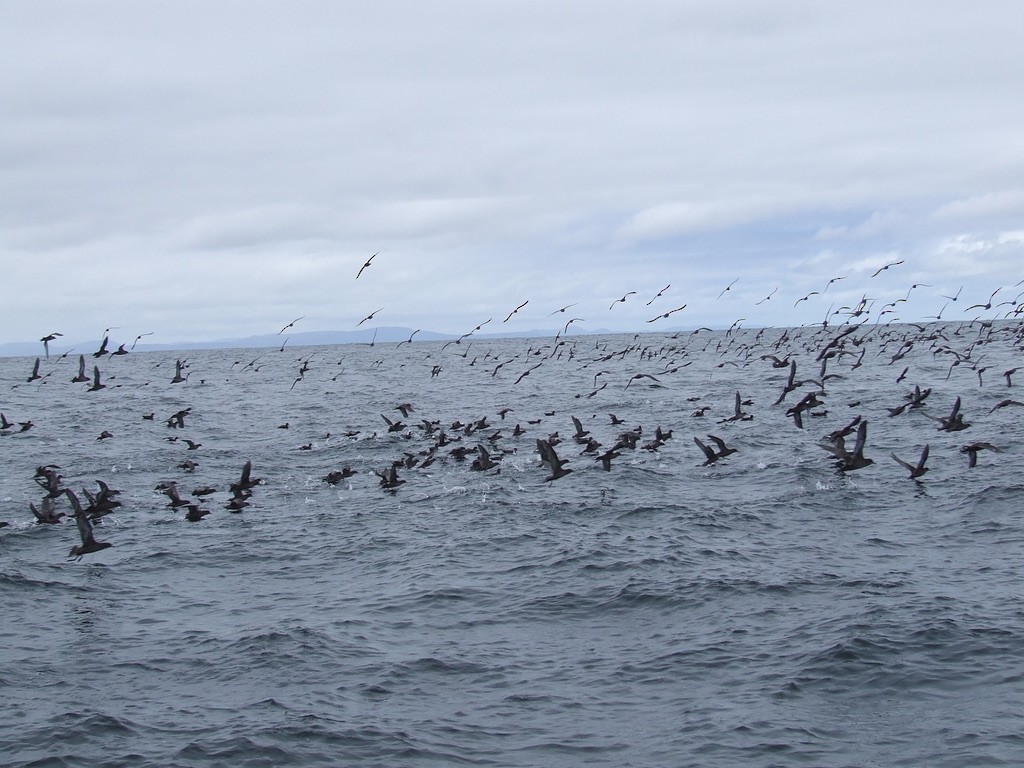 Puffin à bec grêle - ML592650241