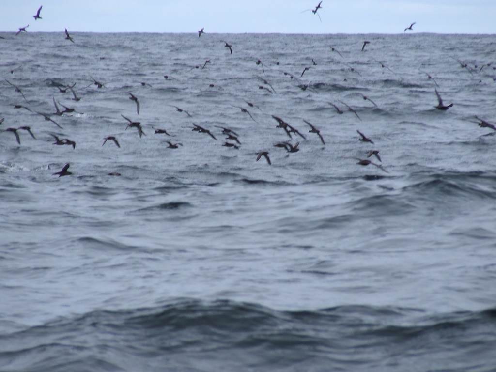 Short-tailed Shearwater - ML592650301