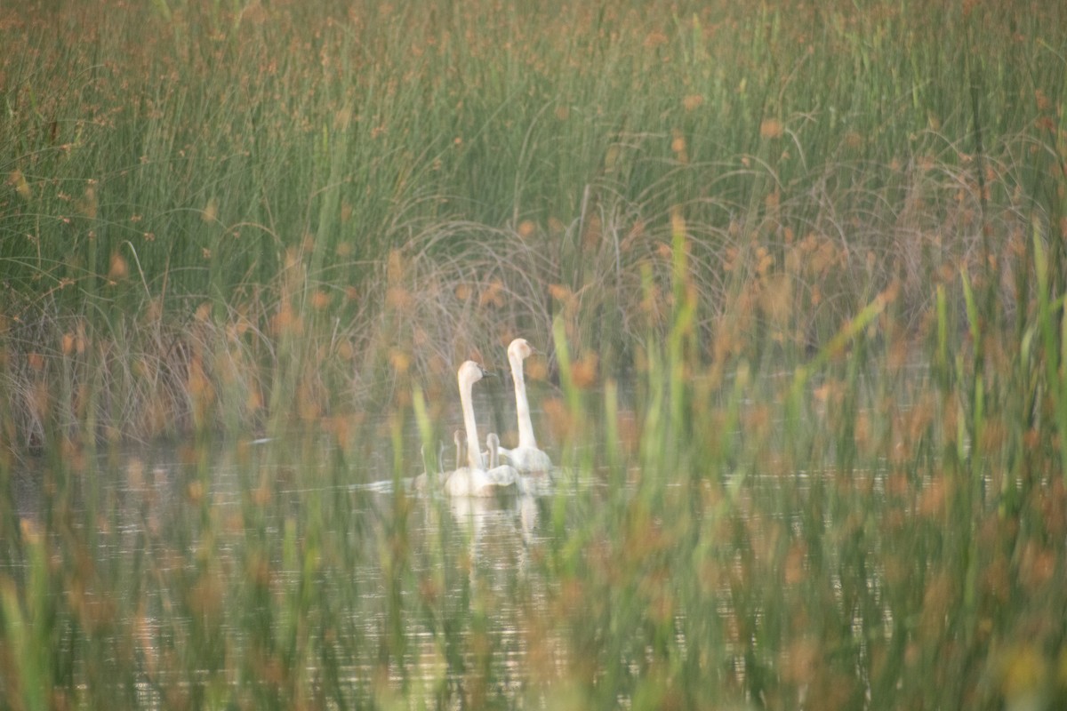 Trumpeter Swan - ML592650501