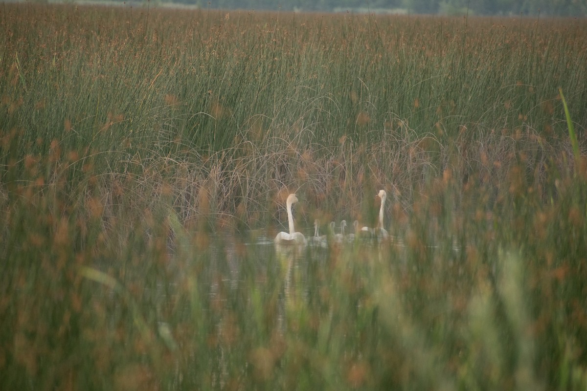 Trumpeter Swan - ML592650511