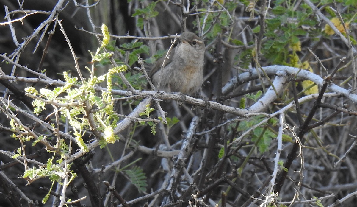 Bewick's Wren - Chris Dean