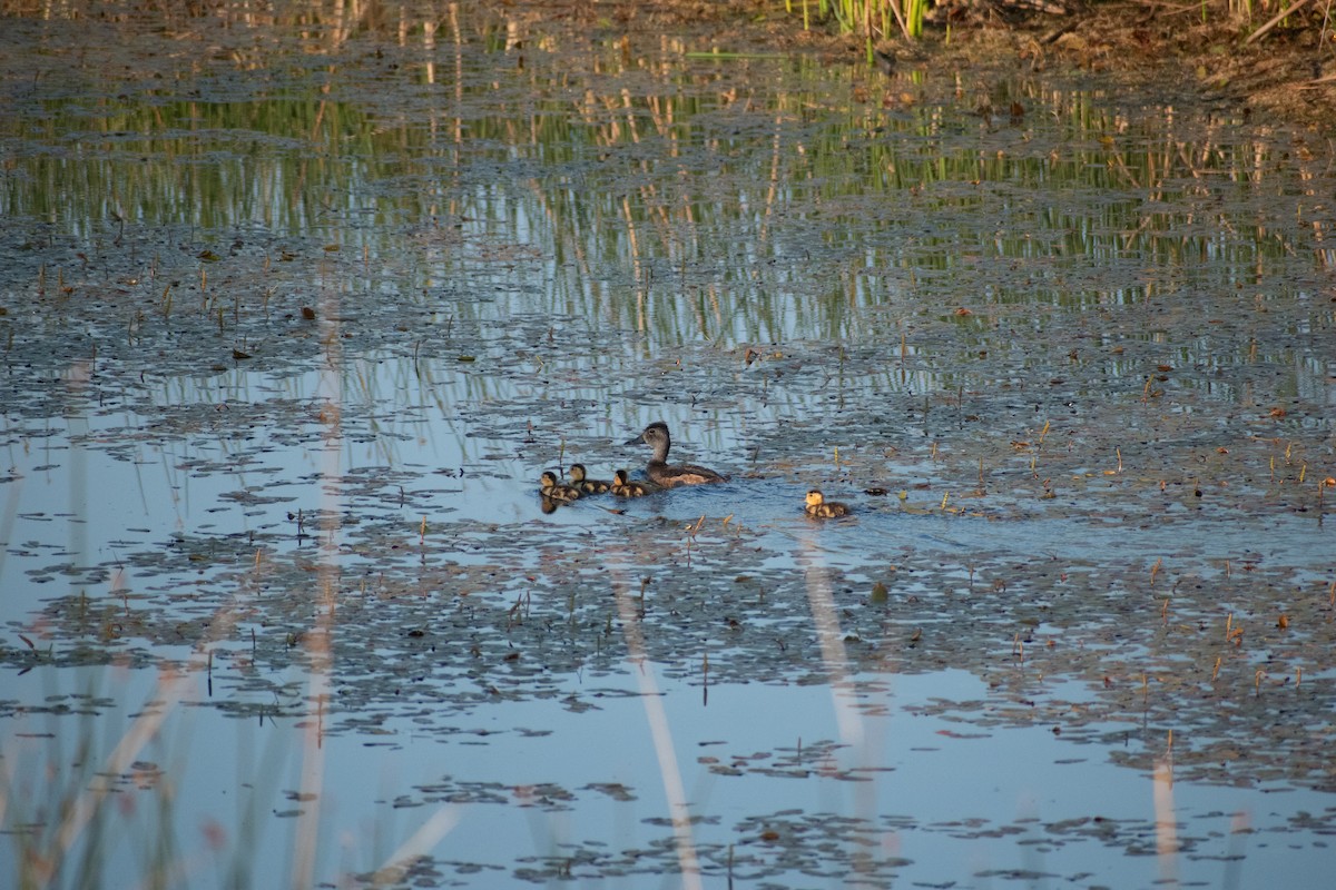 Ring-necked Duck - ML592650791