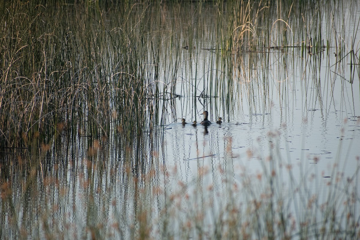 Ring-necked Duck - ML592650801