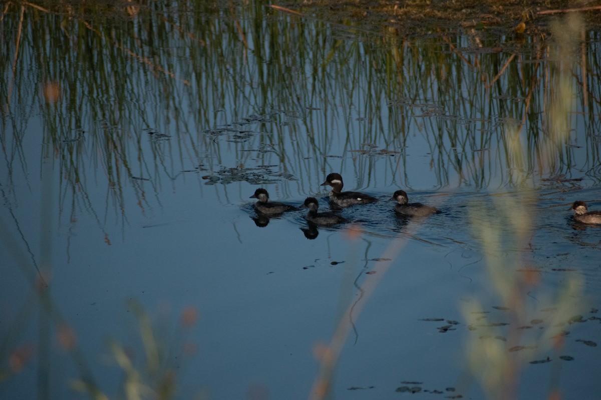 Bufflehead - ML592650861