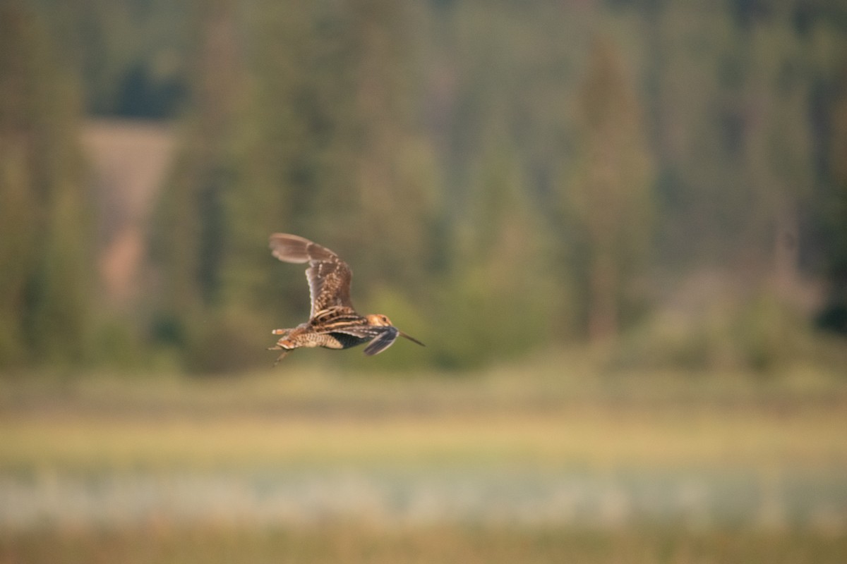 Wilson's Snipe - ML592650931