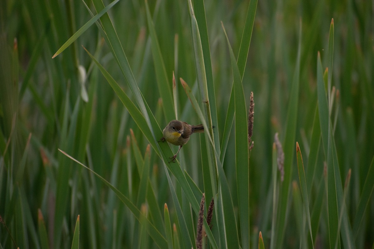 Common Yellowthroat - ML592651161