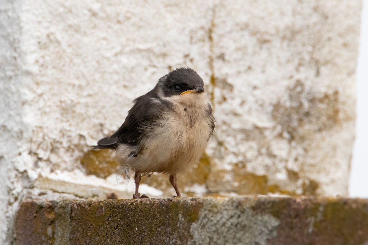 Golondrina Bicolor - ML592651311