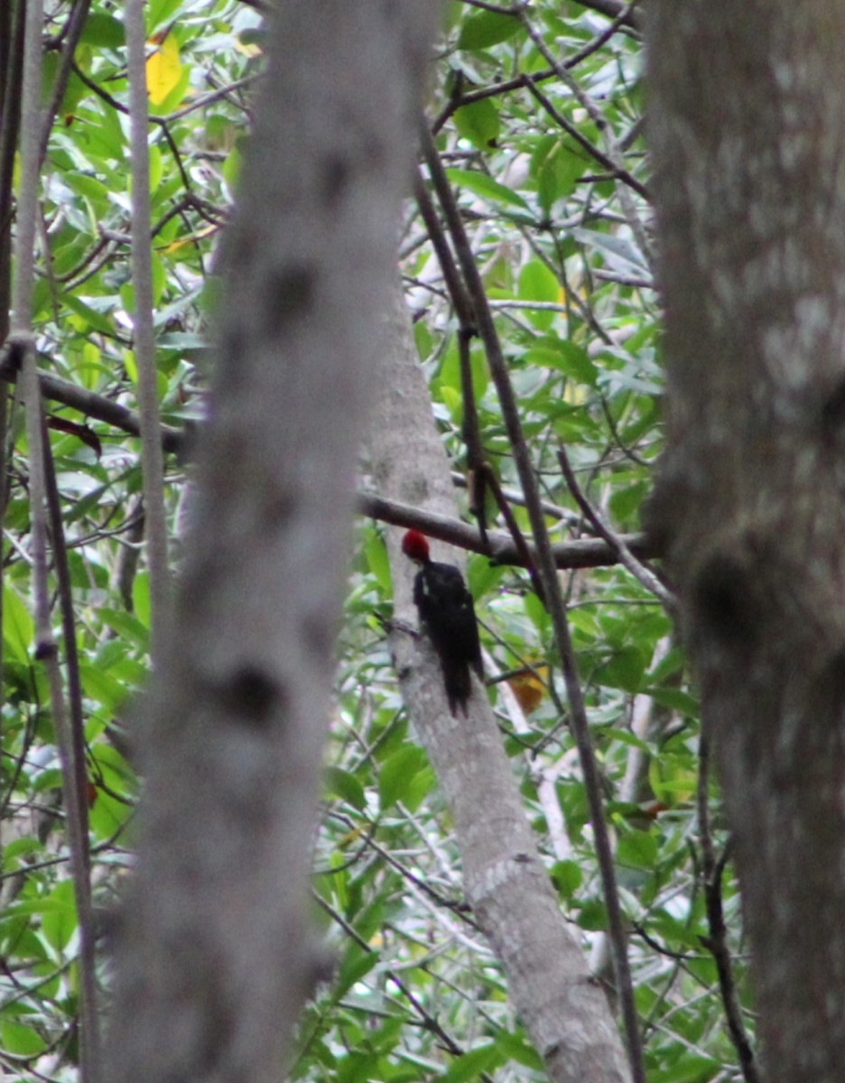 Lineated Woodpecker - ML592651321