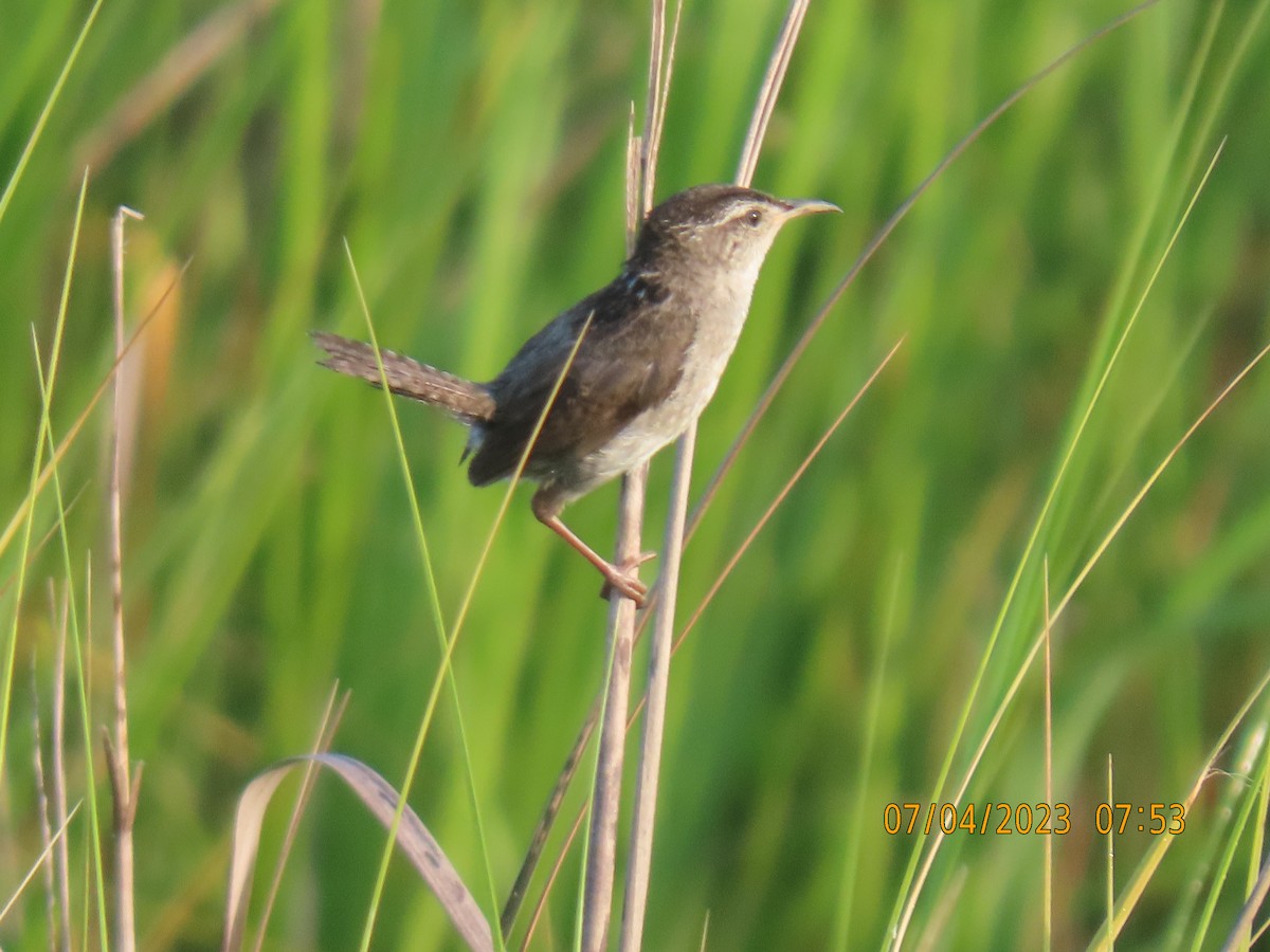 Marsh Wren (griseus) - Elizabeth Anderegg