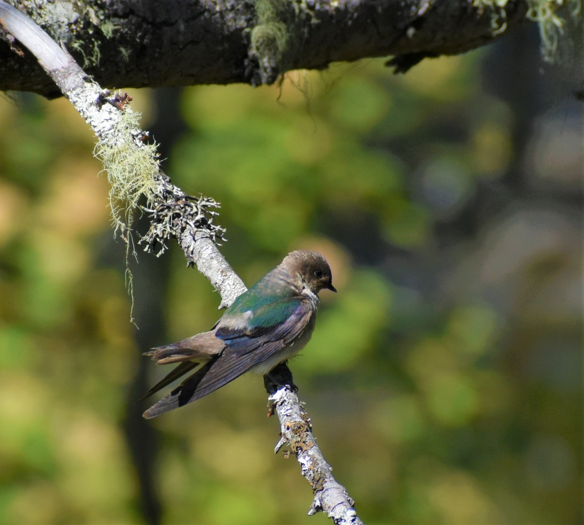 Violet-green Swallow - ML592652561