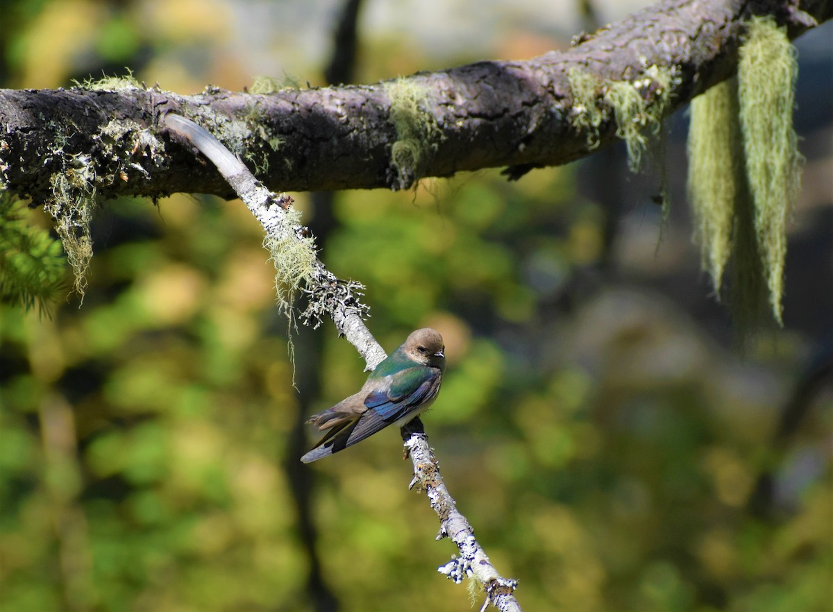 Violet-green Swallow - ML592652571