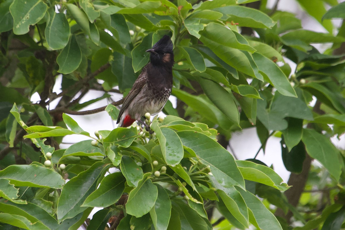 Red-vented Bulbul - ML592653151