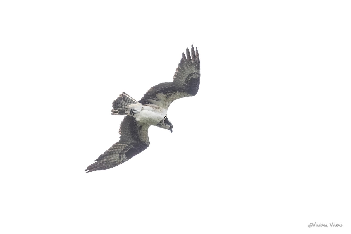 Osprey - ML592654951