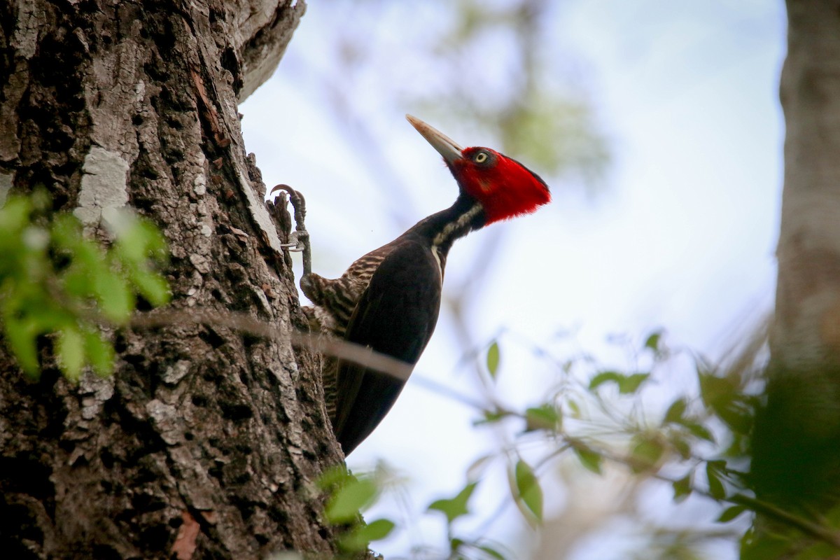 Pale-billed Woodpecker - ML59265501