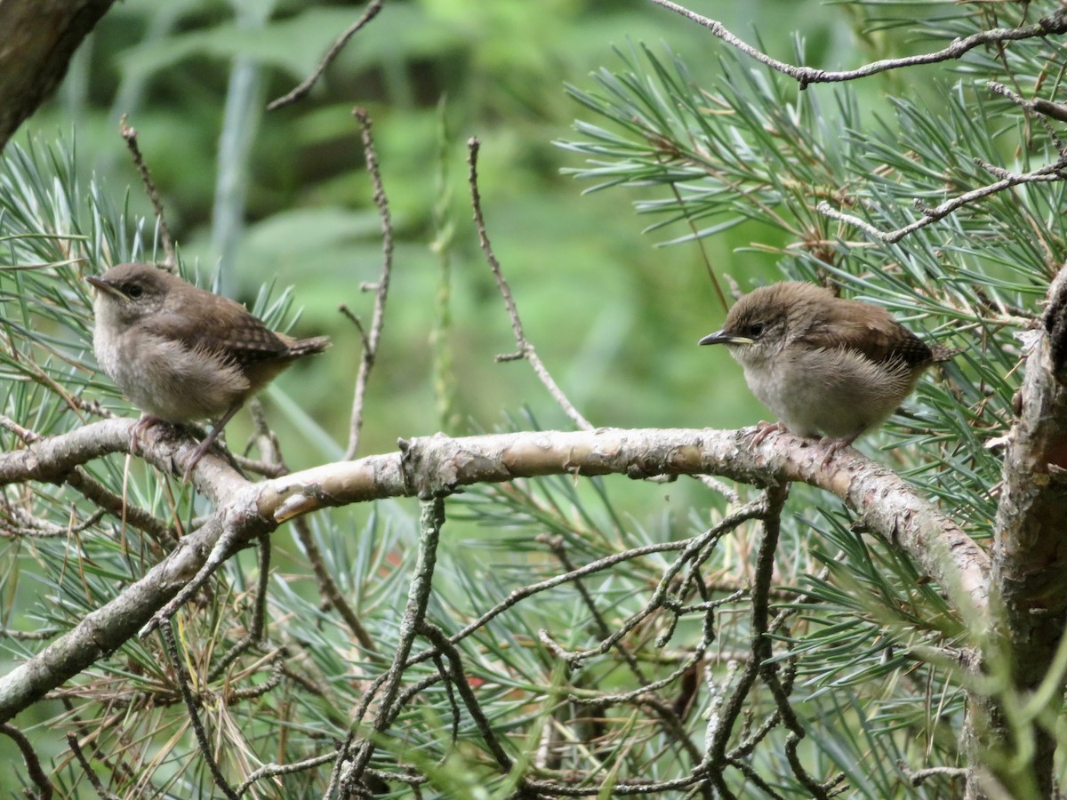 Northern House Wren - karl  schmidt
