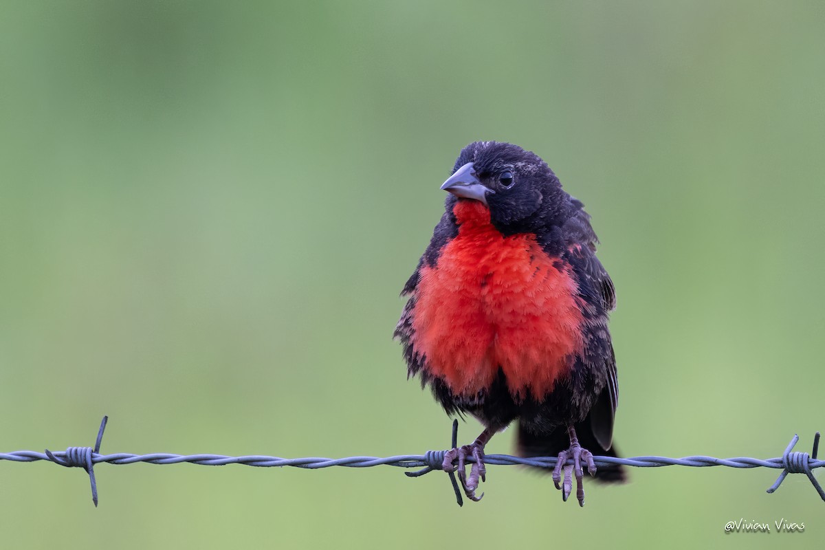 Red-breasted Meadowlark - ML592656811