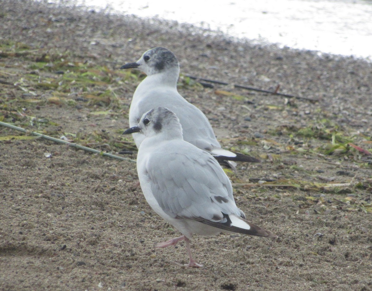 Mouette de Bonaparte - ML592657291