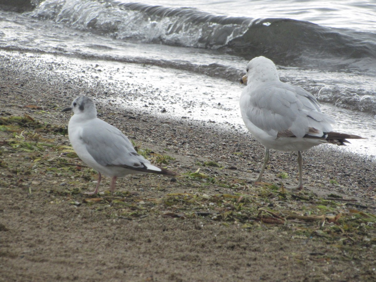 Bonaparte's Gull - ML592657411