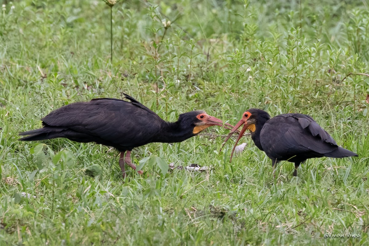 Sharp-tailed Ibis - ML592657781