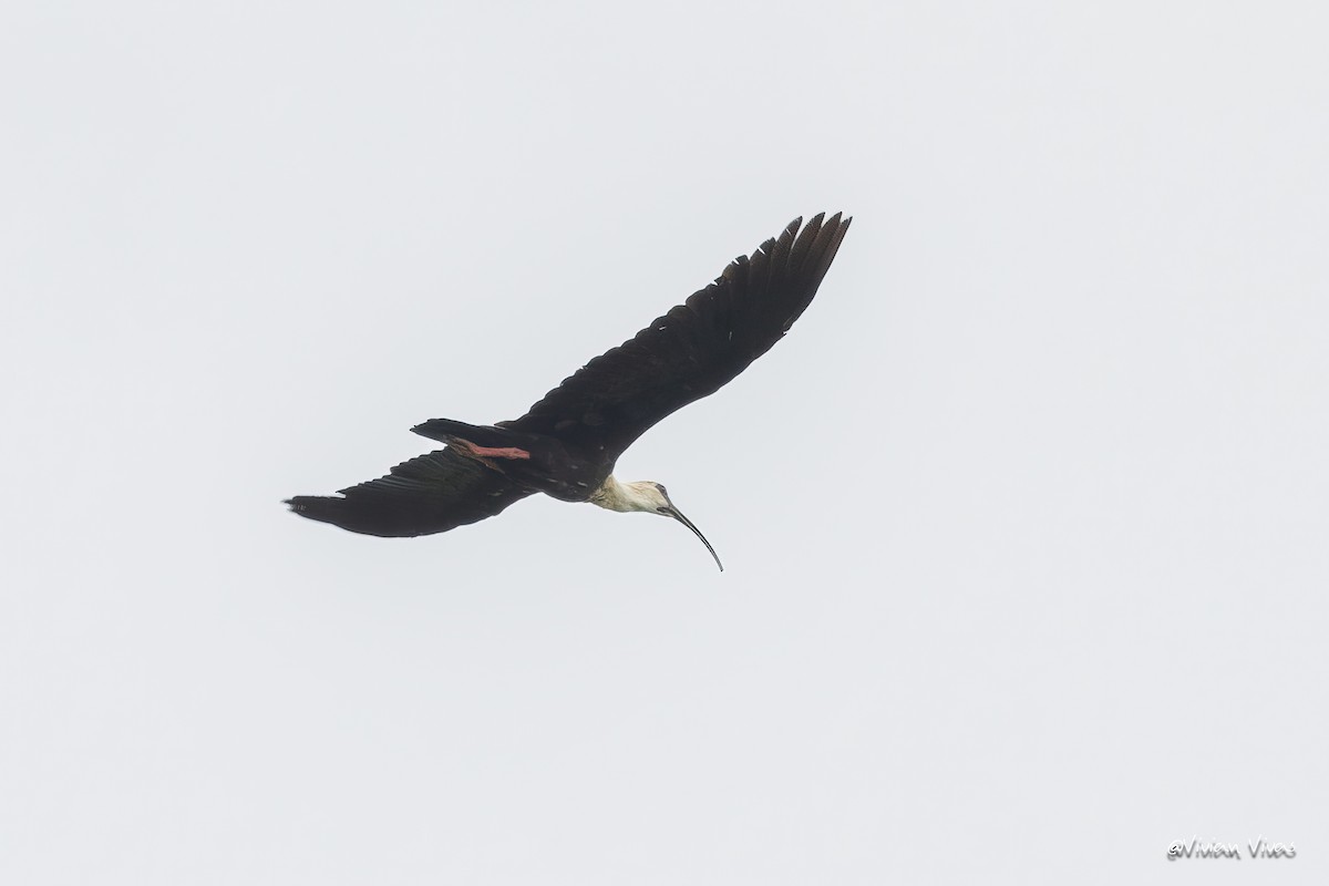 Buff-necked Ibis - ML592657861