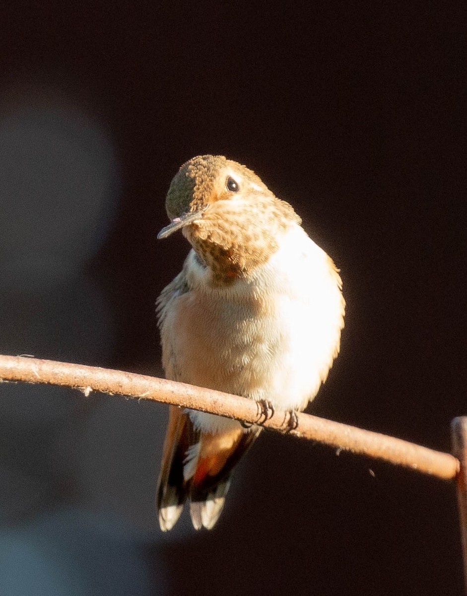 Rufous/Allen's Hummingbird - ML592659481