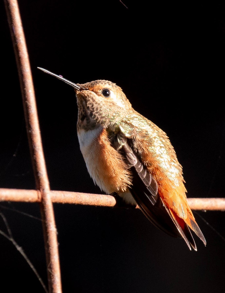 Rufous/Allen's Hummingbird - ML592659491