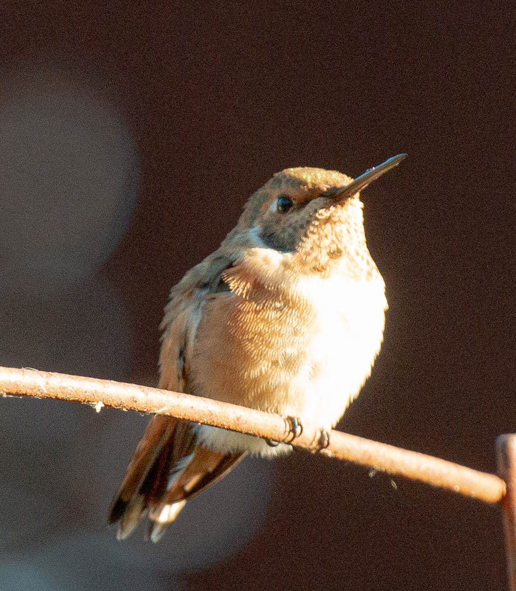 Rufous/Allen's Hummingbird - ML592659501