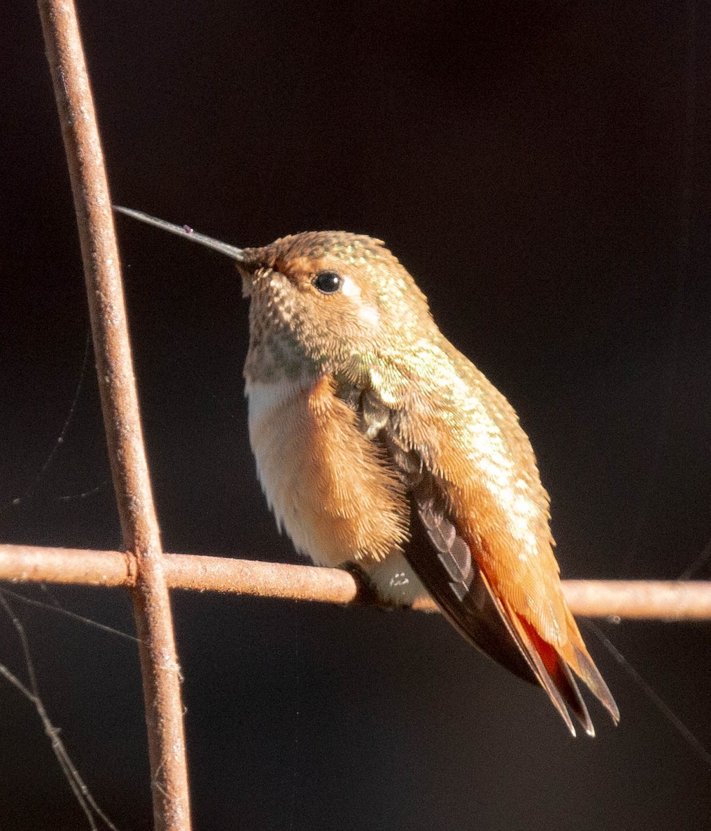 Rufous/Allen's Hummingbird - ML592659511