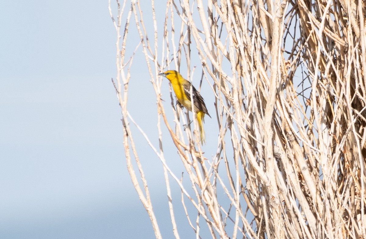 Oriole de Bullock - ML592659541