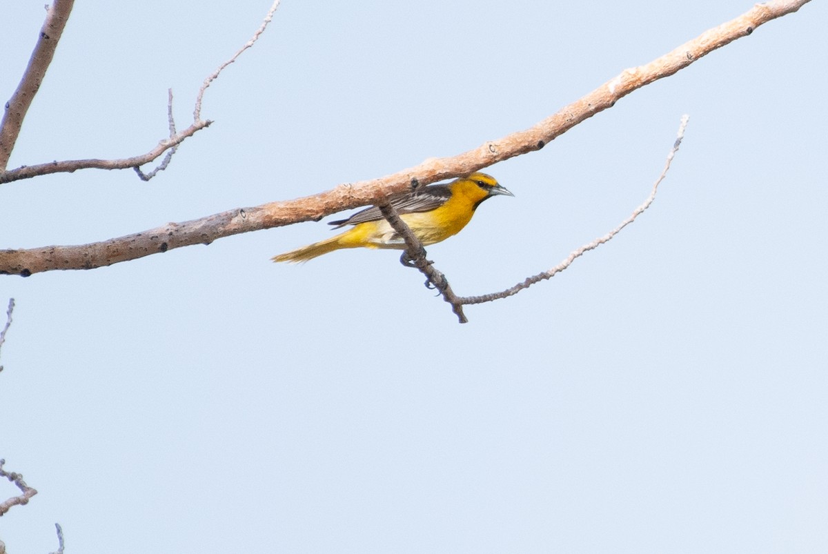 Oriole de Bullock - ML592659551