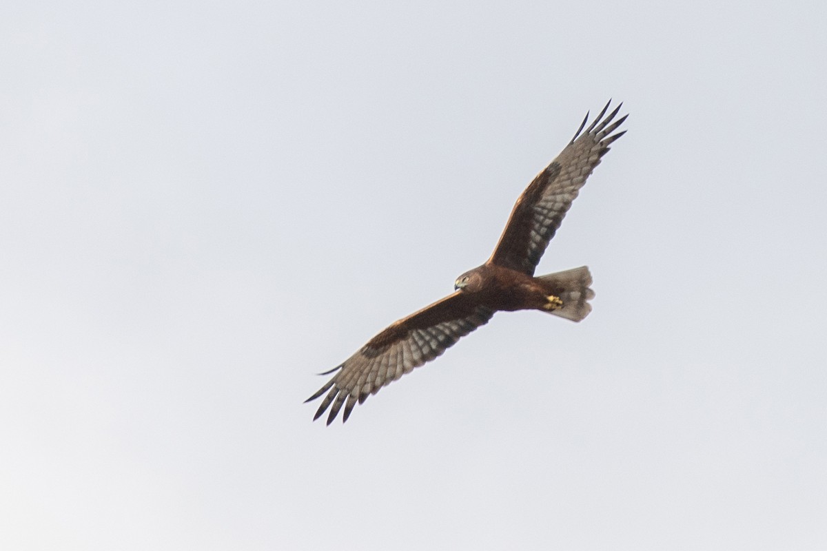 Swamp Harrier - ML592660161