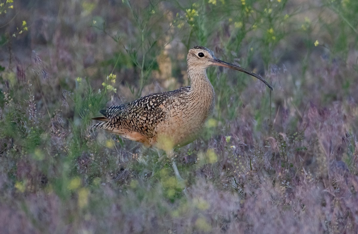 Long-billed Curlew - ML592660221