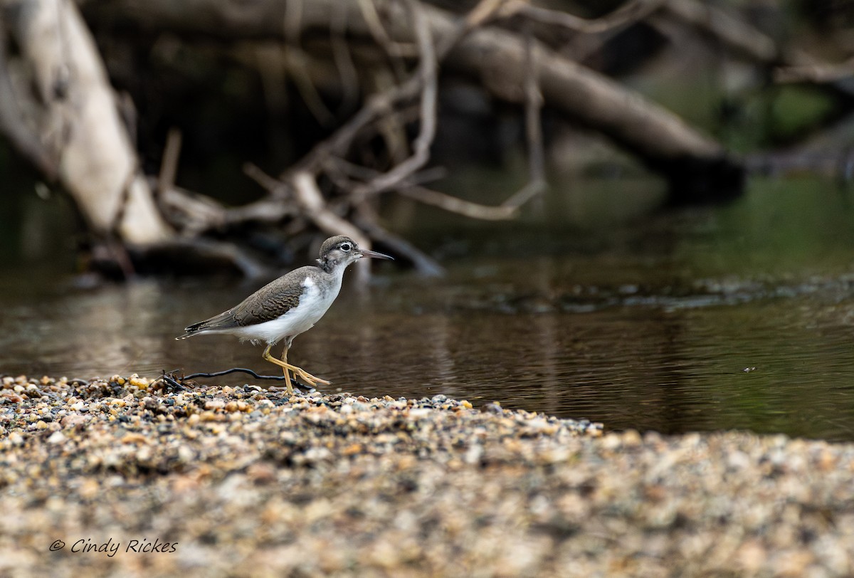 Spotted Sandpiper - ML592661201