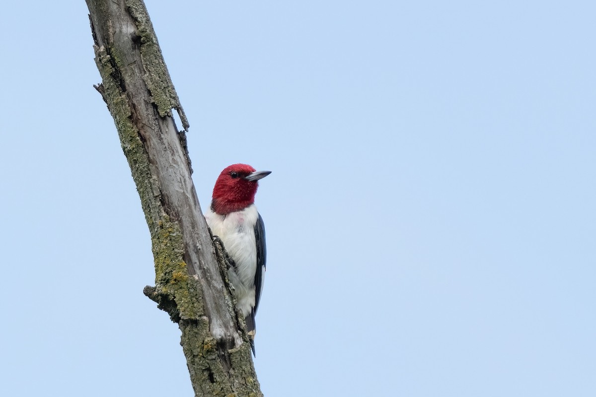 Red-headed Woodpecker - ML592661511