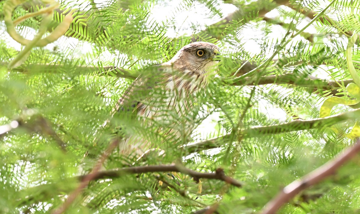 Cooper's Hawk - ML592662491