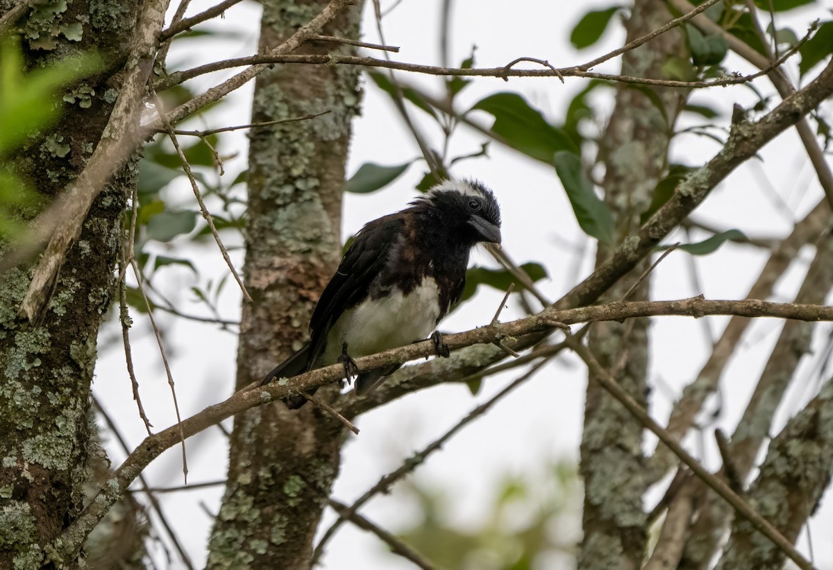White-eared Barbet - ML592663391