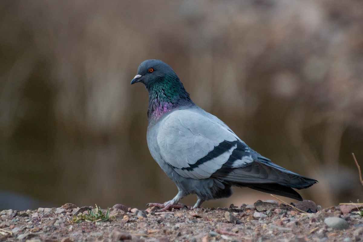 Rock Pigeon (Feral Pigeon) - ML592663451