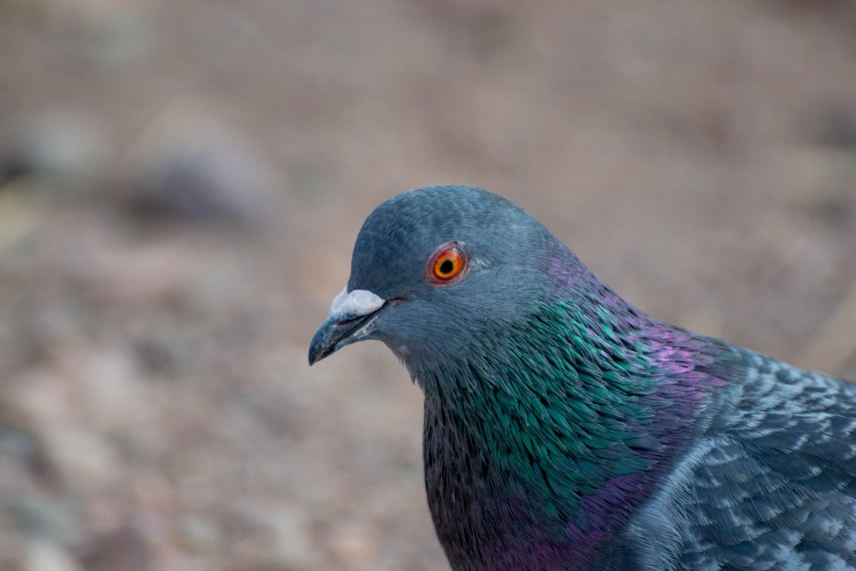 Rock Pigeon (Feral Pigeon) - ML592663511