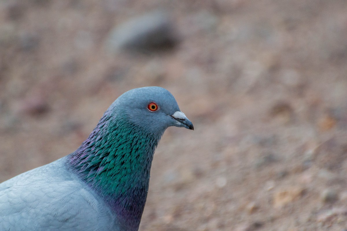 Rock Pigeon (Feral Pigeon) - ML592663521