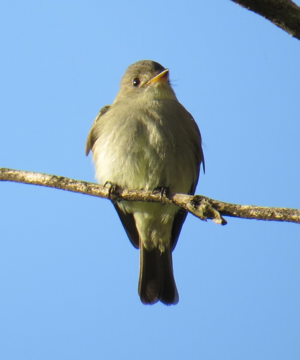 Alder Flycatcher - ML59266361