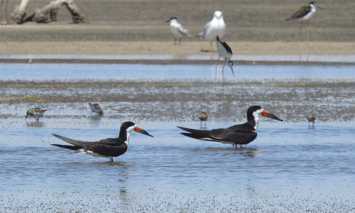 Black Skimmer - ML592663861